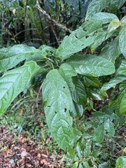 Clerodendrum cyrtophyllum