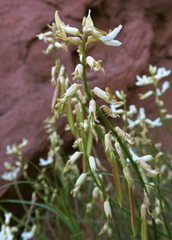 Astragalus lonchocarpus