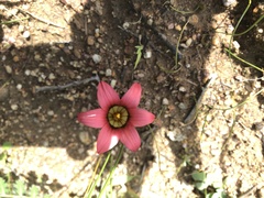 Romulea eximia