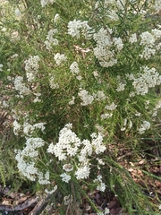 Ozothamnus diosmifolius