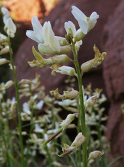 Astragalus lonchocarpus