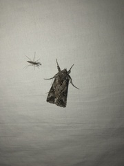 Autographa californica