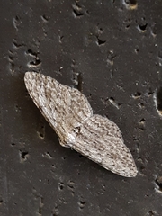 Phelotis cognata