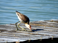Irediparra gallinacea