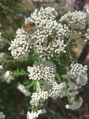 Ozothamnus diosmifolius