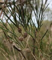 Melaleuca uncinata