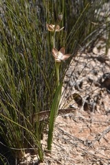 Thelymitra epipactoides
