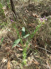 Comesperma