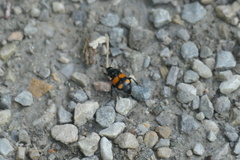 Nicrophorus vespilloides