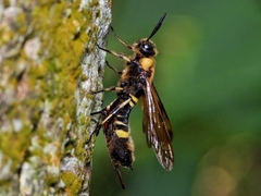 Eriotremex formosanus