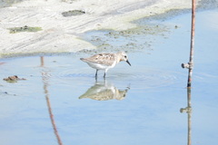 Calidris ruficollis