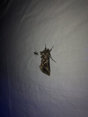 Autographa californica