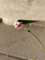 Verbena bonariensis