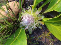Protea acaulos