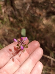 Comesperma
