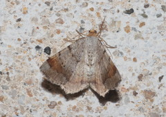 Macaria liturata