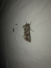 Autographa californica