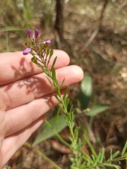 Comesperma