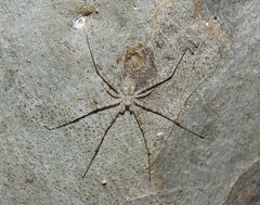 Tamopsis