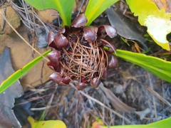 Protea acaulos