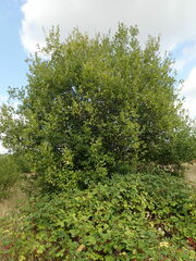 Salix atrocinerea
