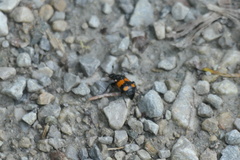 Nicrophorus vespilloides