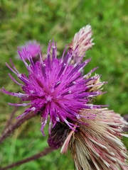 Cirsium palustre
