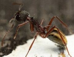 Dolichoderus extensispinus