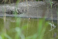 Panurus biarmicus
