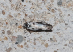 Ethmia quadrillella