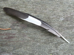 Coccothraustes coccothraustes