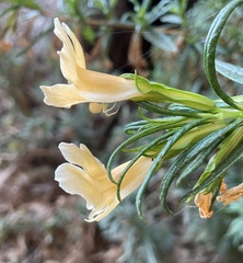 Diplacus × australis