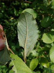 Salix atrocinerea