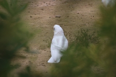 Cacatua sanguinea