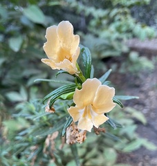 Diplacus × australis