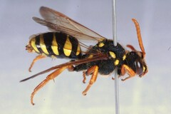 Nomada goodeniana