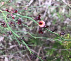 Daviesia brevifolia