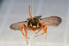 Nomada goodeniana
