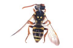 Nomada goodeniana