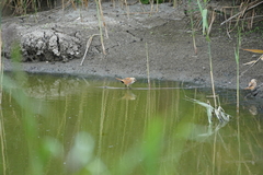 Panurus biarmicus