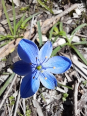 Chamaescilla corymbosa