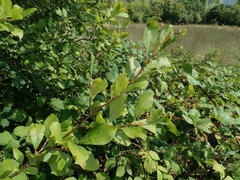 Salix atrocinerea