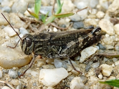 Calliptamus italicus