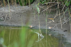 Panurus biarmicus