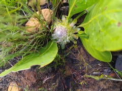 Protea acaulos