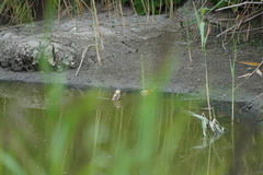 Panurus biarmicus