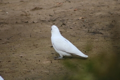 Cacatua sanguinea