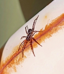 Nyssus coloripes