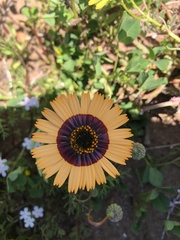Asteraceae
