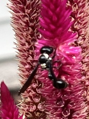 Zethus spinipes variegatus